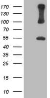 PSMD2 Antibody (clone OTI1E7)