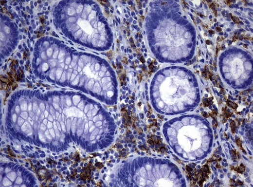 Monoclonal Mouse anti-Human CD32A Antibody (clone UMAB59, IHC, WB)