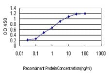 CerS6 / LASS6 Antibody (clone 5H7)
