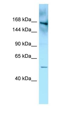 FYCO1 Antibody (aa346-395)