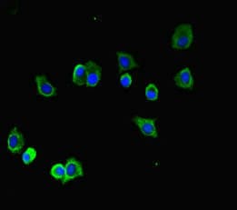 Polyclonal Rabbit anti-Human TUBA1B / Tubulin Alpha 1B Antibody (IHC, IF, WB)