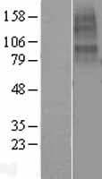 CHRNA10 Protein (Over-Expression Lysate Myc-DDK (Flag))