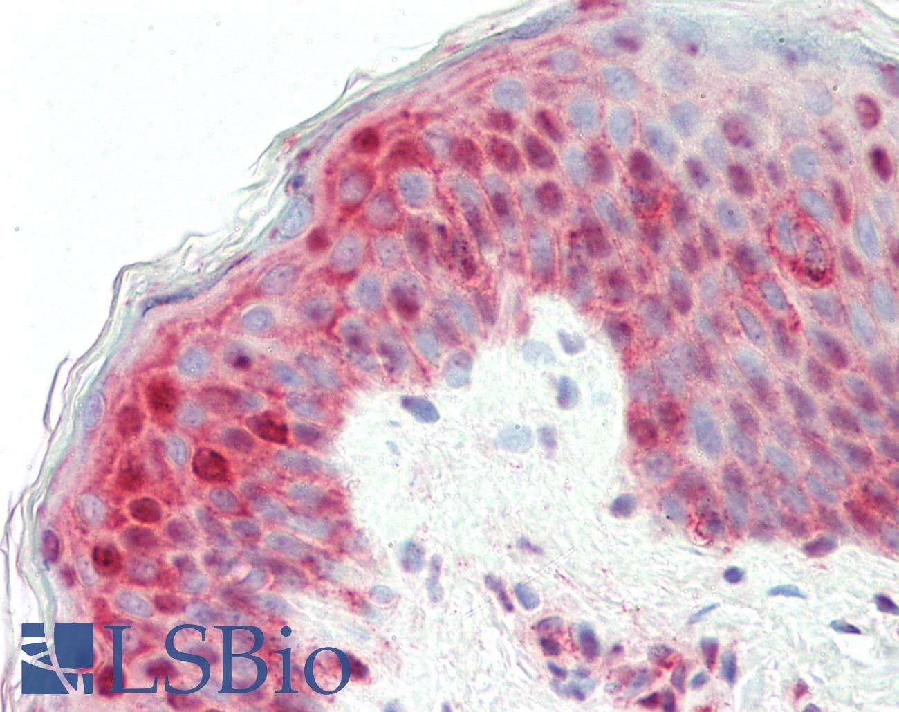 IHC-plus™ Laminin Antibody