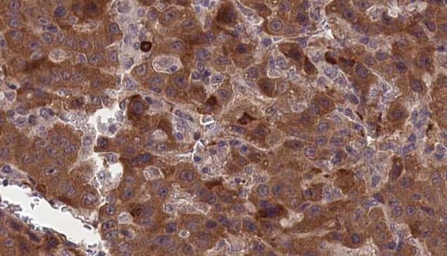 CNTFR Antibody