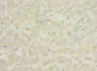 PID1 Antibody