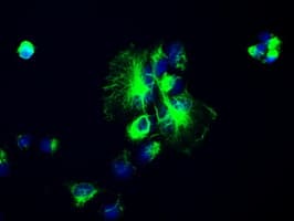 GFAP Antibody (clone OTI5B1)