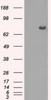 CYPOR / POR Antibody (clone OTI5B3)