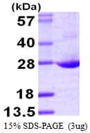 Human AES / Groucho Protein (Recombinant His)