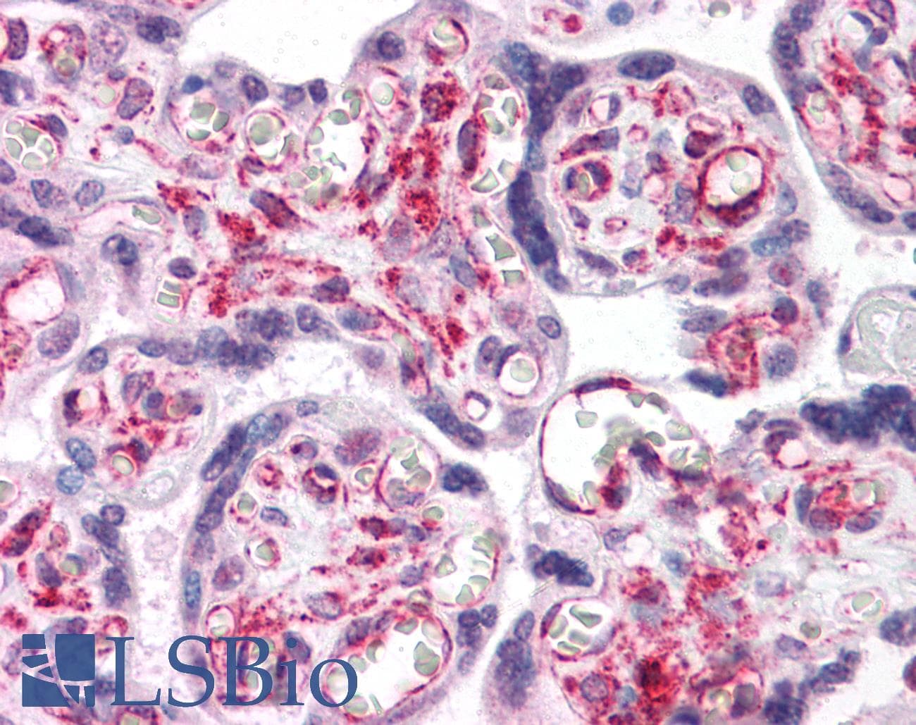 IHC-plus™ RUSC2 Antibody