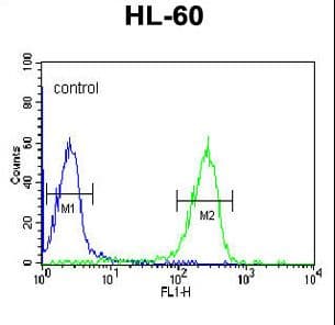 IHC-plus™ FKBP11 Antibody (aa52-82)