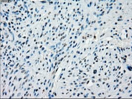 KDM4C / JMJD2C Antibody (clone OTI8A1)