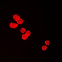 BUB3 Antibody (C-Terminus)