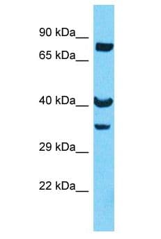 OR8U8 Antibody (aa267-316)
