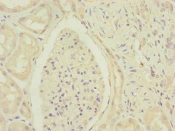 DCTN6 / Dynactin 6 Antibody