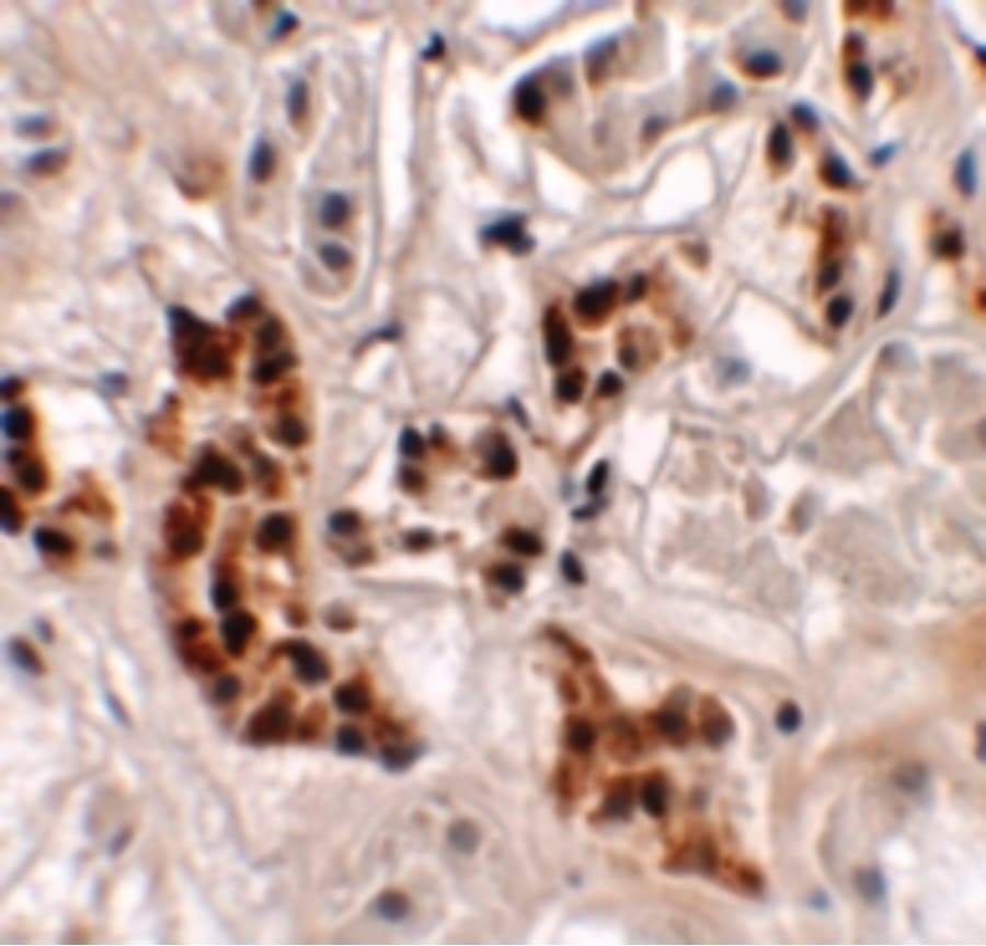 Polyclonal Rabbit anti-Human SPRYD4 Antibody (IHC, IF, WB)