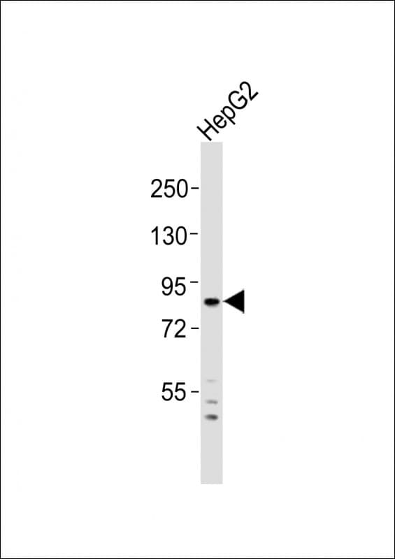 ADAM15 Antibody (aa37-72)