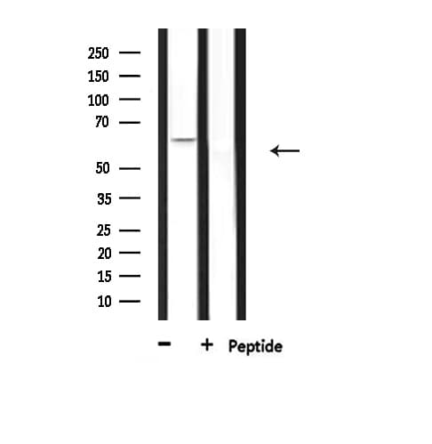 CERKL Antibody