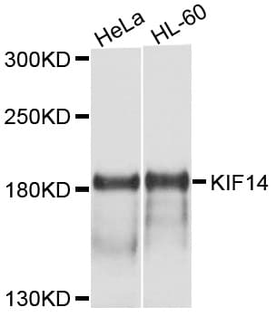 KIF14 Antibody