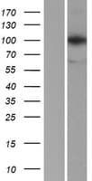 LONP1 / LON Protein (Over-Expression Lysate Myc-DDK (Flag))