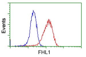 Monoclonal Mouse anti-Human SLIM / FHL1 Antibody (clone OTI3G7, IF, WB)