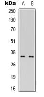CDC42EP4 / BORG4 Antibody (Internal)