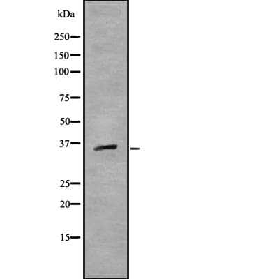 MAFB Antibody