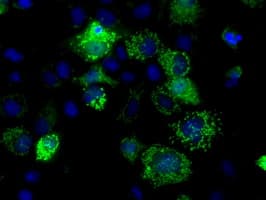 FAHD2A Antibody (clone OTI5H7)