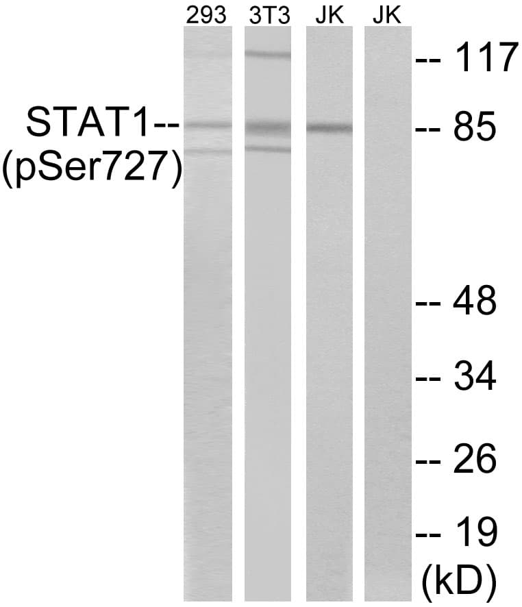 IHC-plus™ Polyclonal Rabbit anti-Human STAT1 Antibody (phospho-Ser727, IHC, WB)