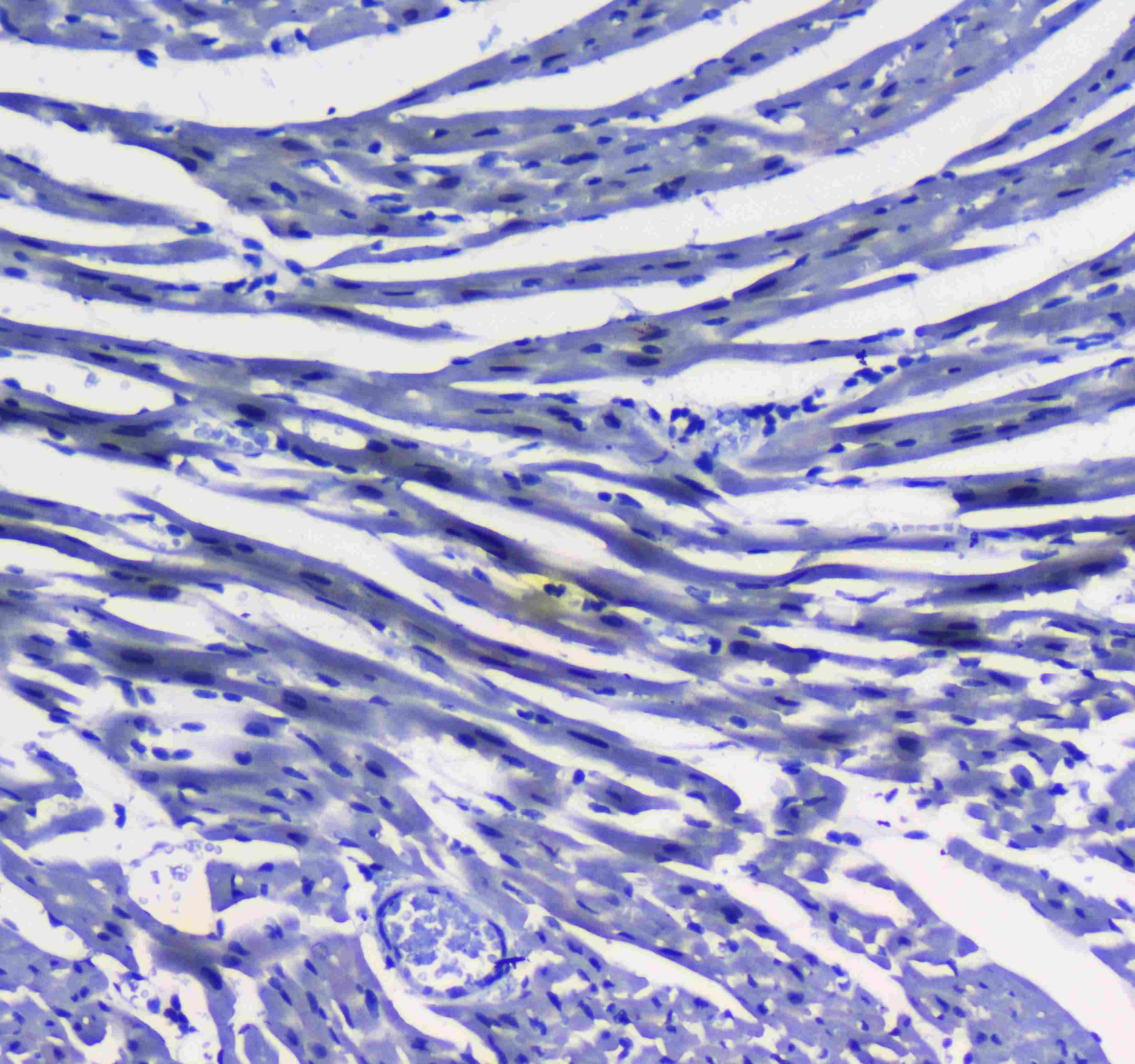 MAX Antibody