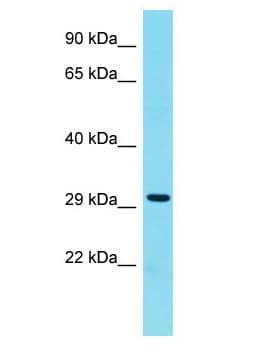 H1FNT Antibody (aa204-253)