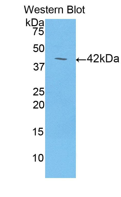 LCN6 Antibody (aa54-181)