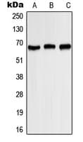 KCNA3 / Kv1.3 Antibody (phospho-Tyr187)