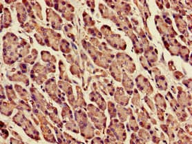 DPM1 Antibody