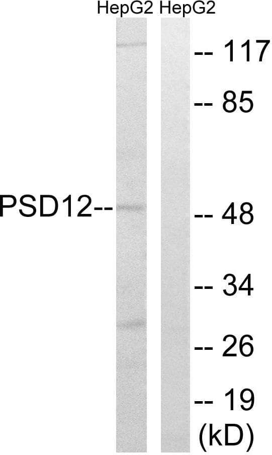 PSMD12 / Rpn5 Antibody