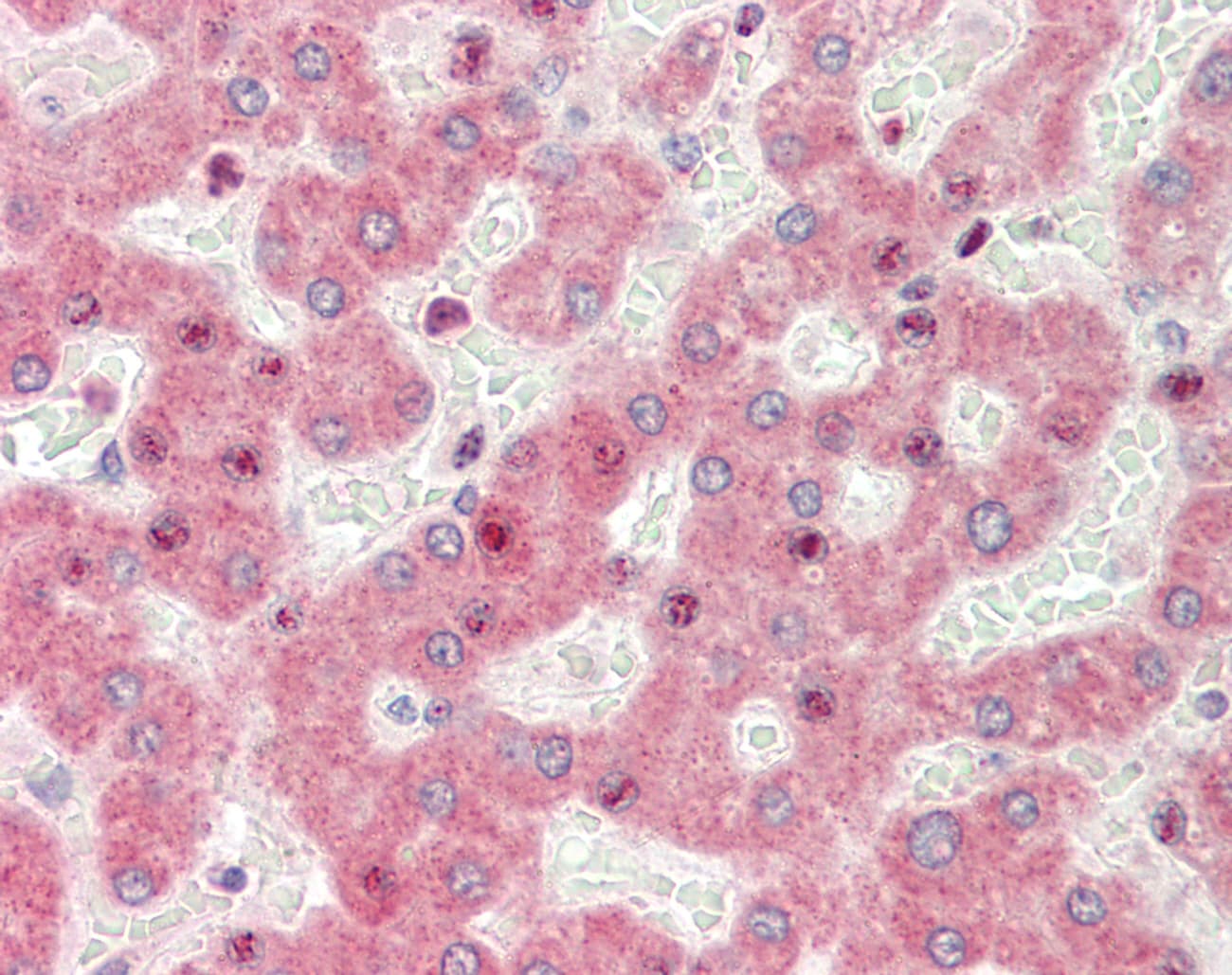 Polyclonal Rabbit anti-Human ZGPAT Antibody (N-Terminus, IHC, WB)