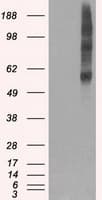 SLC18A2 / VMAT2 Antibody (clone OTI10C11, Carrier-free)