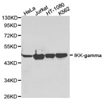 Polyclonal Rabbit anti-Human IKBKG / NEMO / IKK Gamma Antibody (IHC, WB)
