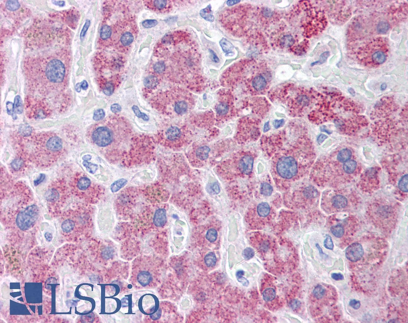 IHC-plus™ TLR9 Antibody