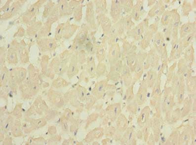 Polyclonal Rabbit anti-Human FXYD7 Antibody (IHC)