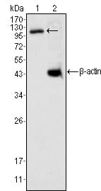 DAXX Antibody (clone 7A11)