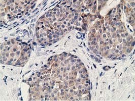 KCTD14 Antibody (clone OTI1D1, Carrier-free)
