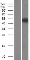 Human SH2D7 Protein (Over-Expression Lysate Myc-DDK (Flag))