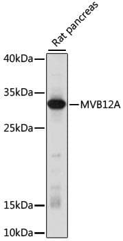 FAM125A Antibody