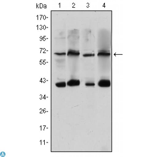 CRTC3 Antibody