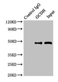 GCD / GCDH Antibody
