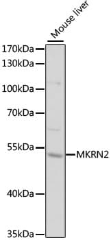Polyclonal Rabbit anti-Human MKRN2 Antibody (WB)