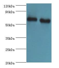 ATAD3B Antibody (aa1-240)