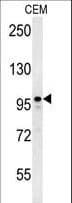 MAP1S Antibody (aa493-520)
