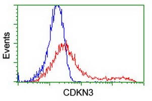 Monoclonal Mouse anti-Human CDKN3 / KAP Antibody (clone OTI1C7, IF, WB)