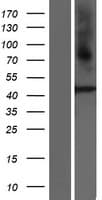 PROKR2/Prokineticin Receptor 2 Protein (Over-Expression Lysate Myc-DDK (Flag))